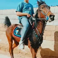 فروش مادیون سواری عالی شکم عالی سرو دم گیر