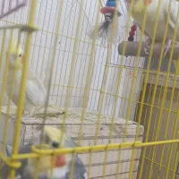 سه تا عروس هلندی دستی نر