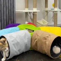 تونل بازی گربه