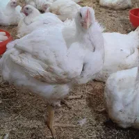 مرغ زنده گوشتی روز سفید