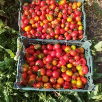 گوجه|خوردنی و آشامیدنی|کامیاران, |دیوار