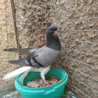 دمگیر خرقه