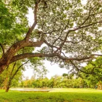 فروش زمین مسکونی/کارزان/دارای طرح هادی
