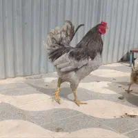 تخم نطفه دار گلین وارکانا