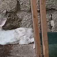 دوعدد خرگوش