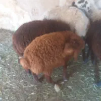 بره ماده