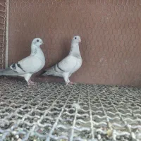 جفت کاغذی