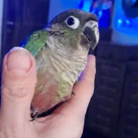 جوجه گرینچیک ونربالغ کارداده و یلوساید نرمال دستی