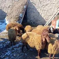 بره نر|حیوانات مزرعه|هیر, |دیوار