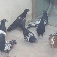 کبوتر قره کونح بالا