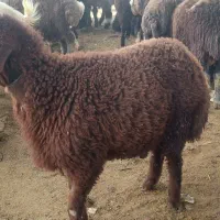 بره شیری
