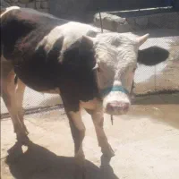 ۲راس گوساله نر و ماده سیمینتال