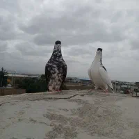 کبوتر ساده افشون