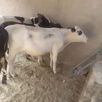 ۶ عدد گوساله