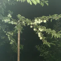 دو گونی کود