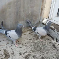 کفتر اصفهانی