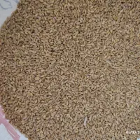 گندم بوجاری ارزن ذرت کتان مخلوط کفتر جو خارجی