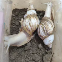 حلزون آلبینو