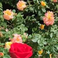 باغبان حرفه ای