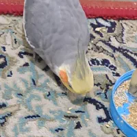 عروس هلندی