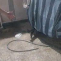 بچه گربه ۴ماهه