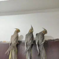 عروس هلندی مولد