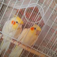 جفت عروس هلندی مولد