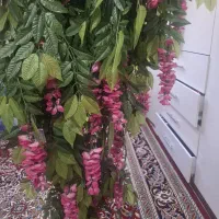 درخت تزئینی بزرگ ارغوان