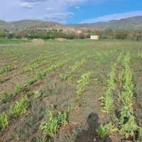۱۳ هزار متر زمین برای اجاره