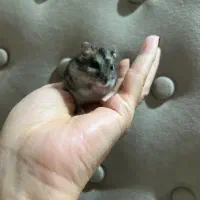 همستر ماده