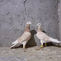 کفتر شهرستانی