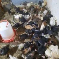 فروش جوجه گردن لختی یک ماهو نیمه