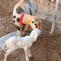 شیشک میش