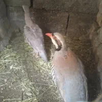 کبوتر فروشی