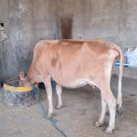 گاو و گوساله
