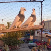 یه جفت طوقی چچولی و یهودی یا مشد