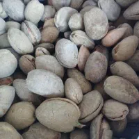 بادام درختی تازه