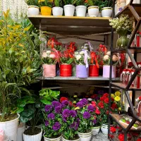 گل مناسب روز مرد