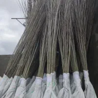 تولید وپخش صنوبر گیلاس گلابی هلو سیب بادام گردو
