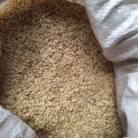 جو بومی، سفال جو . گندم