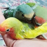 طوطی برزیلی مولد با جوجه