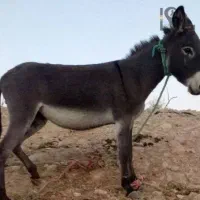 الاغ گوسفندی جوان نر