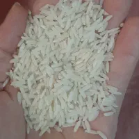برنج طارم هاشمی بوجاری