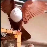 کبوتر مخمل