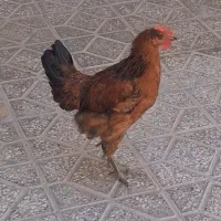 خروس محلی