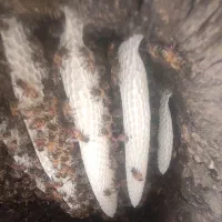 عسل طبیعی خالص  زنبور