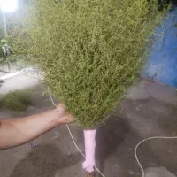 جارو دستی حیاط