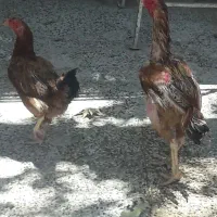 معاوضه با مرغ رسمی تخم گذار