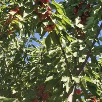فروش گیلاس دانه درشت