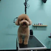 اصلاح و حمام سگ و گربه ۹۵۰